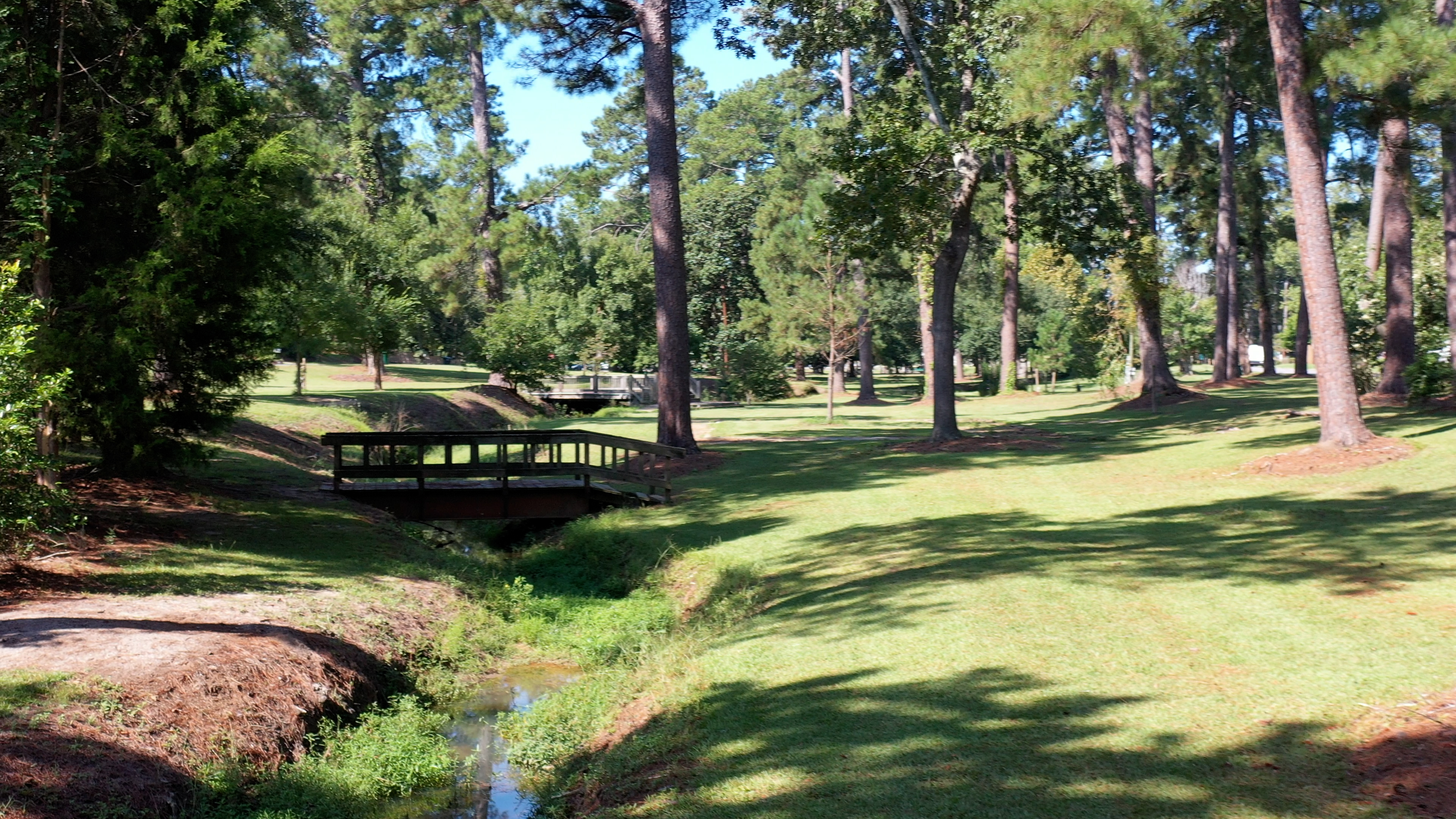 Trees in park